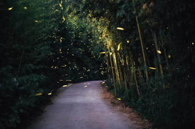 私藏于莫干山竹林山野中的民宿5