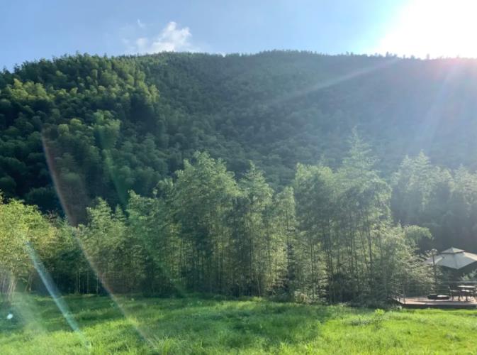 西坡,隐于莫干山竹林深处的绿野仙踪1