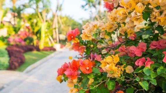 西双版纳融创万达文华，享受雨林天堂的漂浮下午茶5