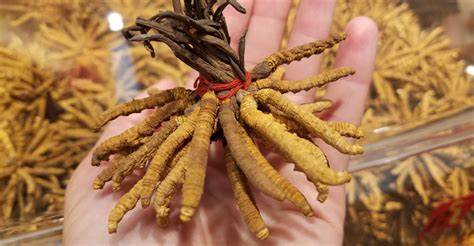 十一去稻城亚丁,这些特产千万别错过1