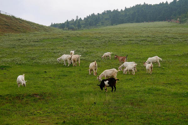 国庆仙女山国家森林公园都有哪些好玩的景点?5