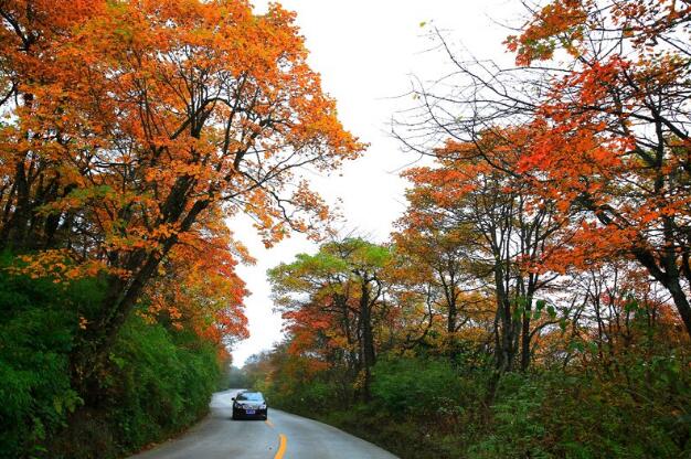 国庆去峨眉山都有哪些赏枫的好去处?1