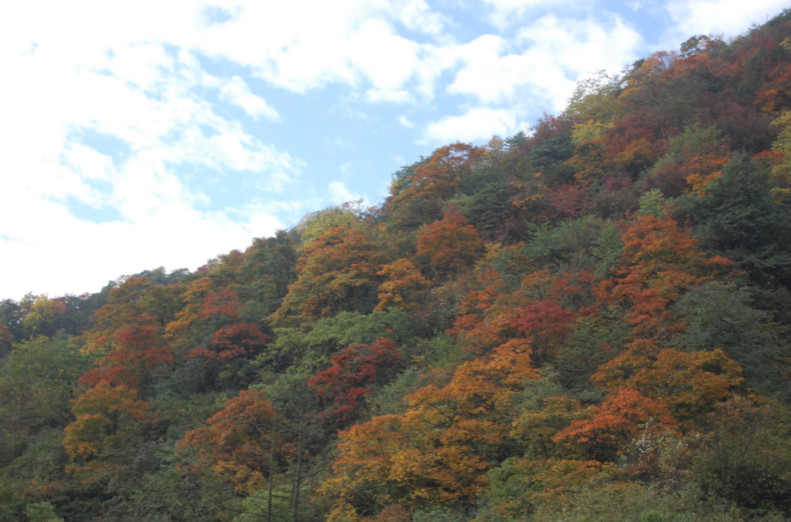 国内都有哪些适合带家人去看红枫的地方?3