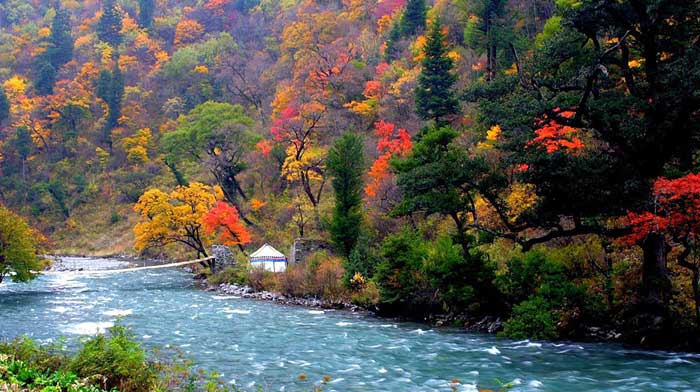 四川米亚罗怎么样?那边红叶好看吗?1