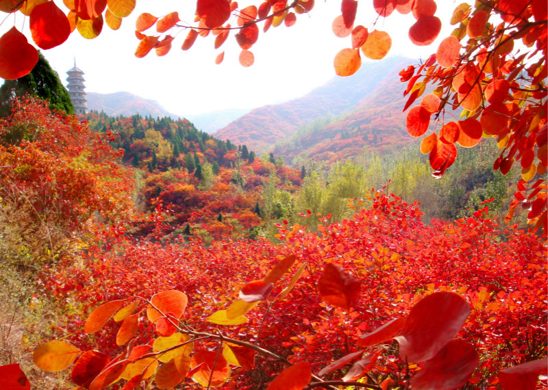 什么时候去济南红叶谷赏枫最合适?5