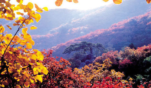 去北京香山看红叶怎么样？4