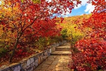去北京香山看红叶怎么样？5