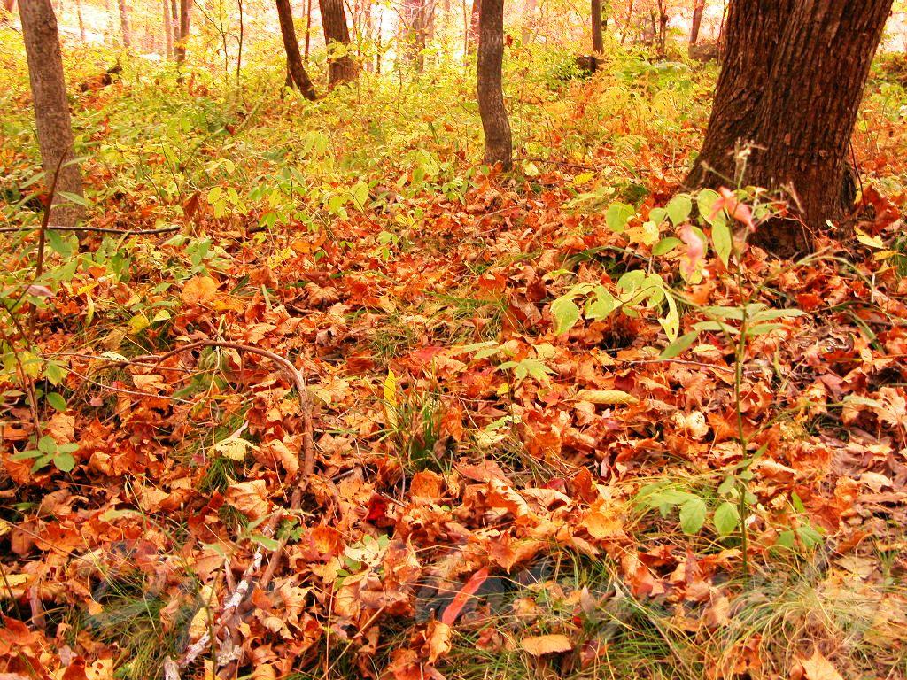 去吉林蛟河红叶谷赏枫需要花多少钱？2