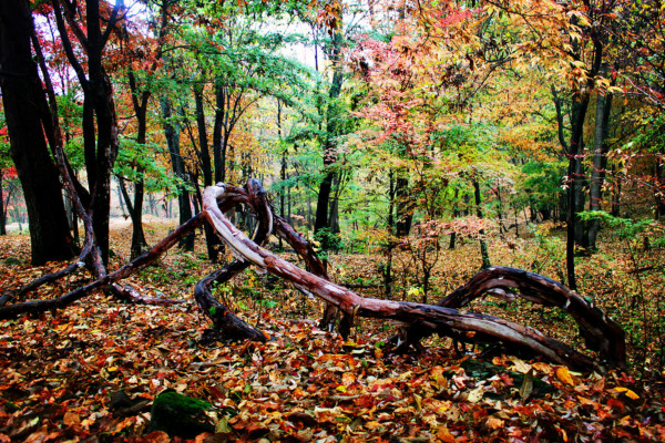 去吉林蛟河红叶谷赏枫需要花多少钱？4