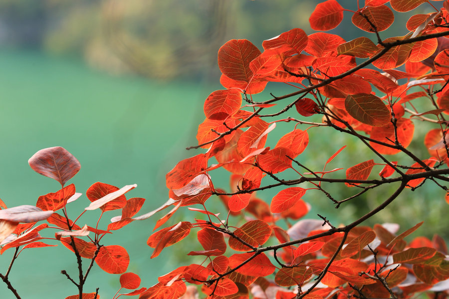 重庆巫山有红枫看吗?什么时候去比较合适?5