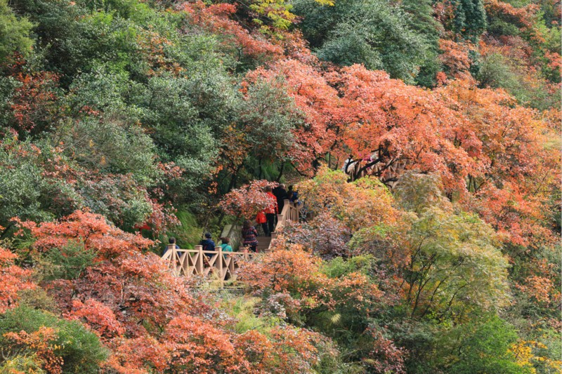 重庆巫山有红枫看吗?什么时候去比较合适?6