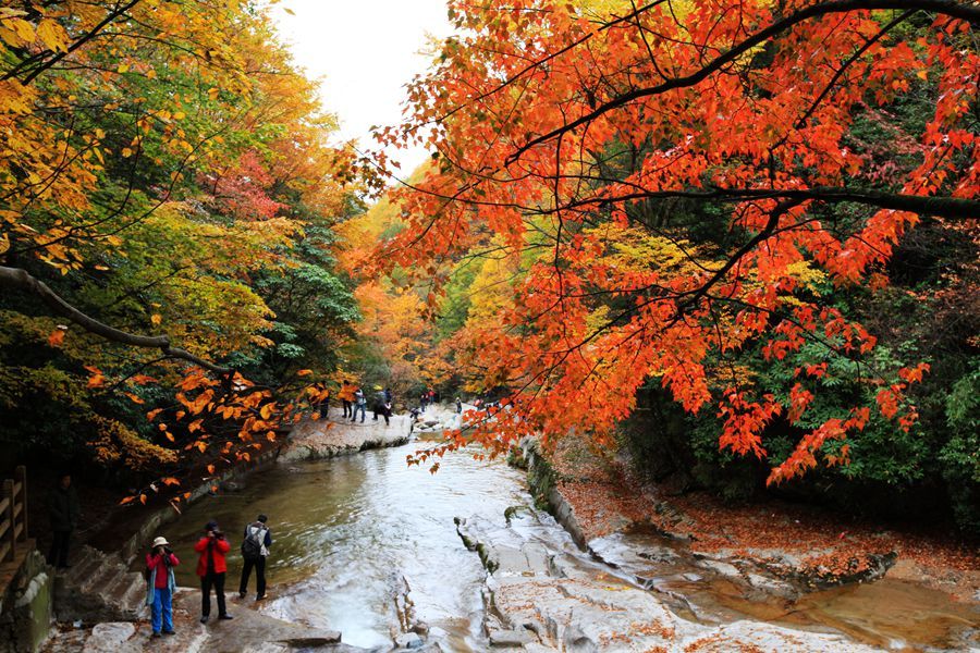 国内赏红叶都要了解哪些细节?6