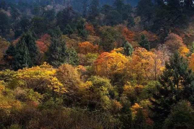 一年之中赏红叶的最佳季节是什么时候？7