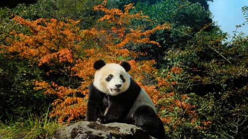 国内赏红叶的绝佳地都有哪些？6