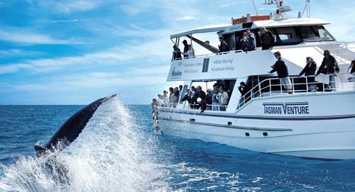 到墨尔本团队旅游(墨尔本旅游费用)2