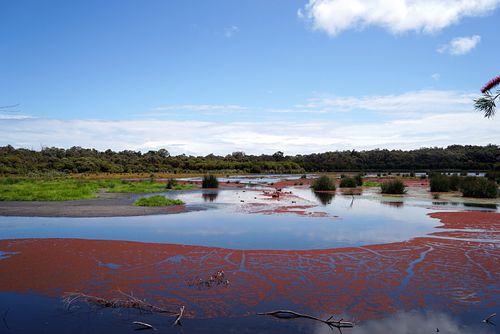澳大利亚旅游感想(澳大利亚森林大火感想)2