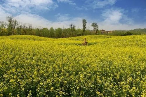 许昌到土耳其旅游(土耳其旅游特色)1