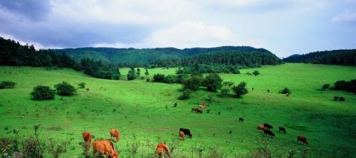 丽江三日旅游计划(丽江的英语作文带翻译)1