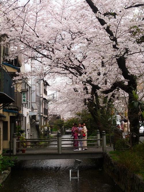 日本樱花之旅游记2