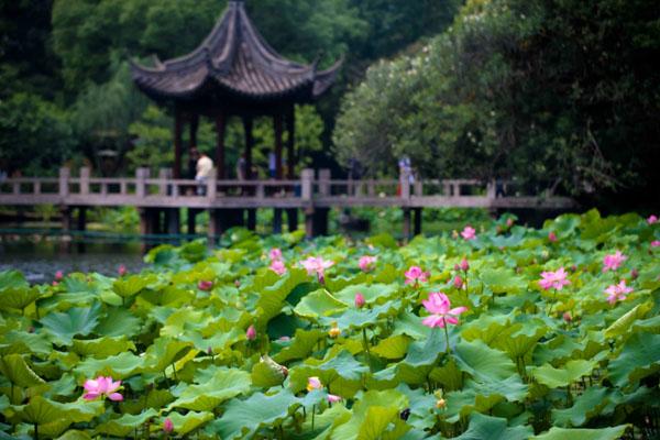 2022年上海古猗园荷花观赏指南 附最佳观赏地点1