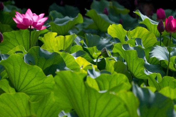 2022年上海古猗园荷花观赏指南 附最佳观赏地点2