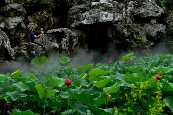2022年上海古猗园荷花观赏指南 附最佳观赏地点3