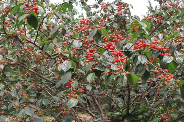 郑州樱桃沟景区游玩攻略2