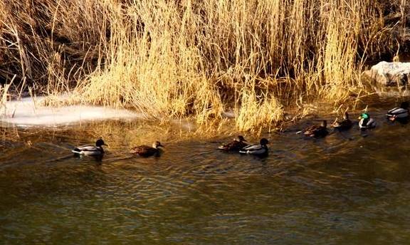 原创 冬季里的永定河美翻了，还不赶快来打卡17