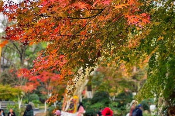 原创 初冬的南京栖霞山，来一场色彩斑斓的旅行9