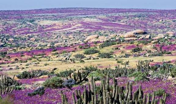 原创 在这个干旱的沙漠里,看千年一遇的花海,人们还用网捕捉大雾1