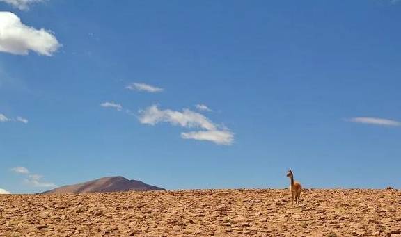 原创 在这个干旱的沙漠里,看千年一遇的花海,人们还用网捕捉大雾7