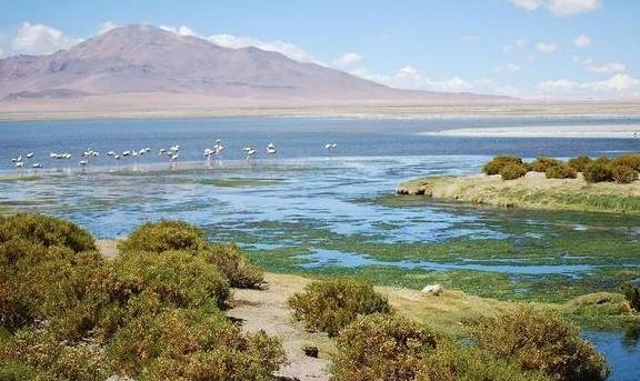 原创 在这个干旱的沙漠里,看千年一遇的花海,人们还用网捕捉大雾10