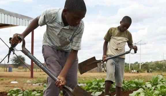 原创 非洲人吃不饱饭也不开荒?当地人:看看菜市场和土地4