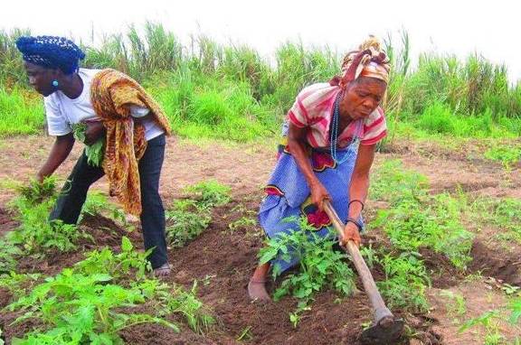 原创 非洲人吃不饱饭也不开荒?当地人:看看菜市场和土地5