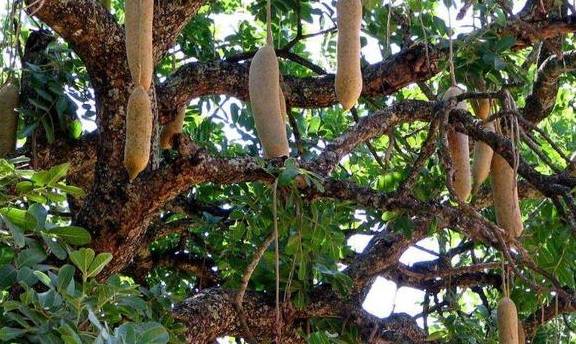 原创 非洲人吃不饱饭也不开荒?当地人:看看菜市场和土地6