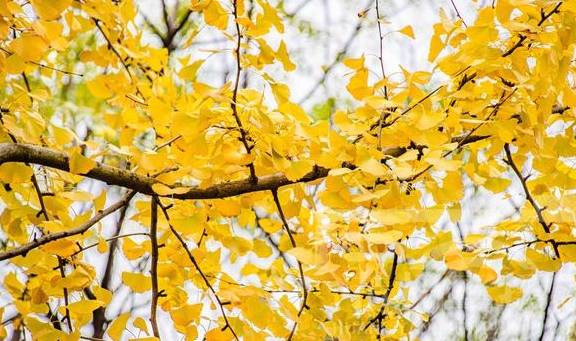原创 遇见冬日美丽的银杏,山间景色特别动人,十二月的银杏叶金灿灿3