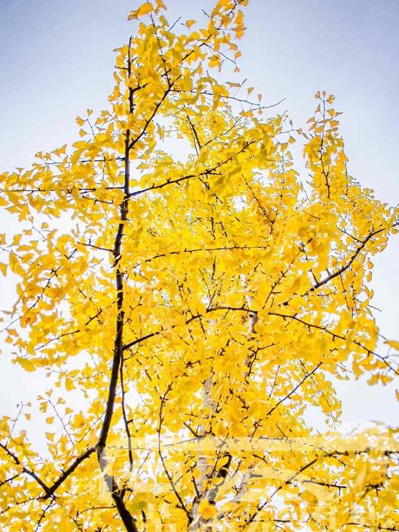 原创 遇见冬日美丽的银杏,山间景色特别动人,十二月的银杏叶金灿灿4