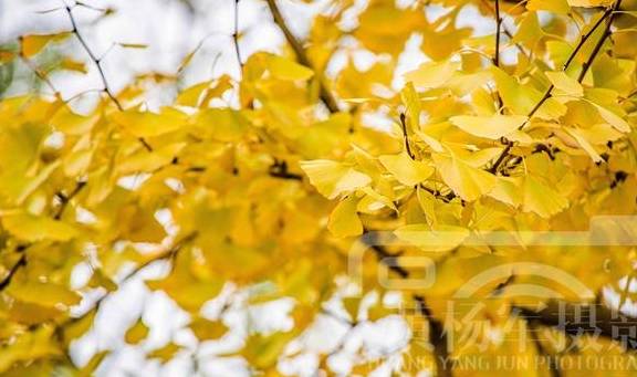 原创 遇见冬日美丽的银杏,山间景色特别动人,十二月的银杏叶金灿灿5