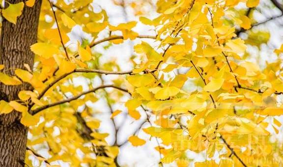 原创 遇见冬日美丽的银杏,山间景色特别动人,十二月的银杏叶金灿灿6