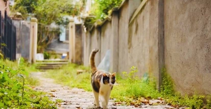 原创 听说厦门本地人不会去鼓浪屿玩?今天答案它来了3