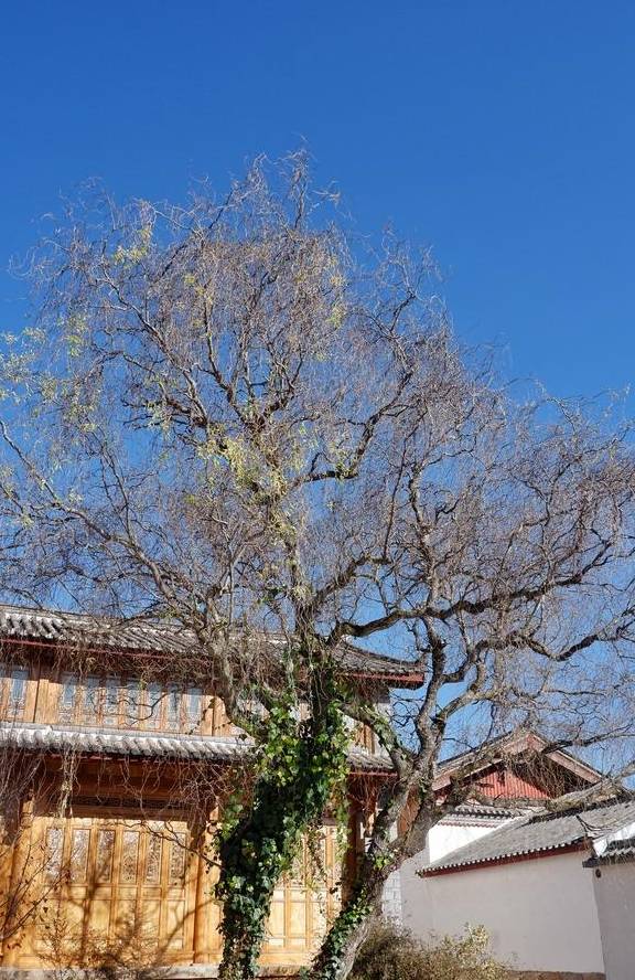 原创 玉龙雪山下的纳西族村落，20万建两层洋楼合院，生活可太幸福了11