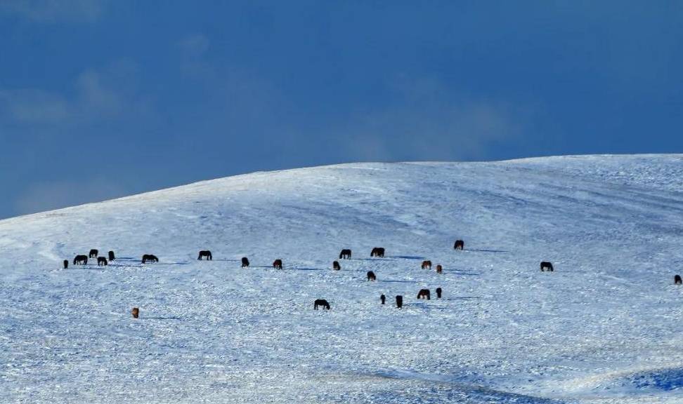 原创 比东北“亚雪”还美的公路，这条小众边境天路，资深驴友都想去！6