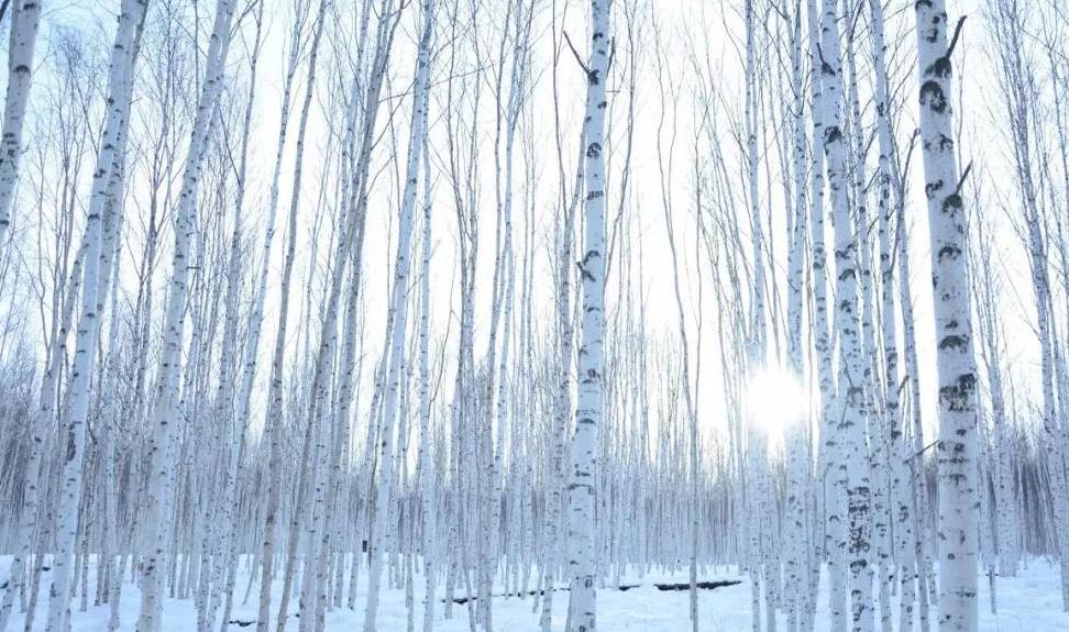 原创 比东北“亚雪”还美的公路，这条小众边境天路，资深驴友都想去！9