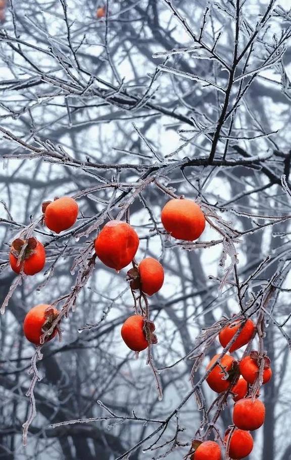 原创 金佛山又下雪了!快跟着粉雪尝鲜官打卡北坡滑雪场!美爆了~10
