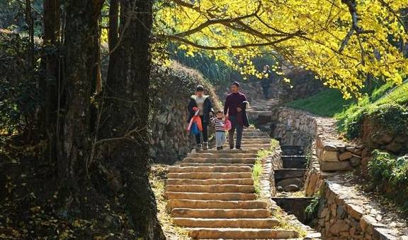 原创 江西这个深谷山村隐藏一片“豪宅”，周围千年银杏树叶落如雨11