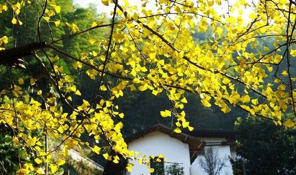 原创 江西这个深谷山村隐藏一片“豪宅”，周围千年银杏树叶落如雨12