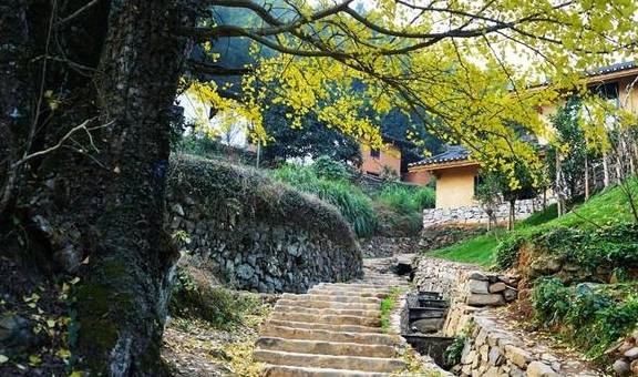 原创 江西这个深谷山村隐藏一片“豪宅”，周围千年银杏树叶落如雨10