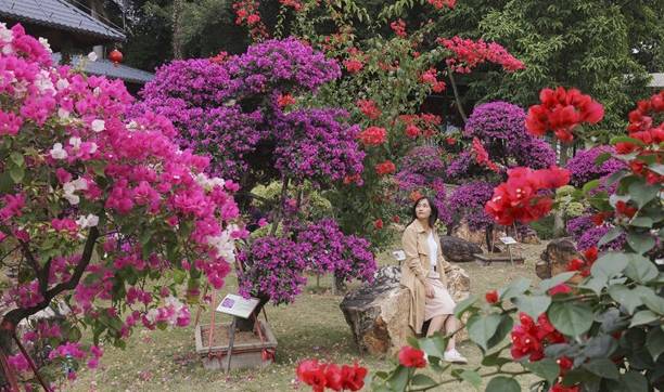 原创 佛山盈香生态园满园宝巾花如梦,心怀春暖春归时3