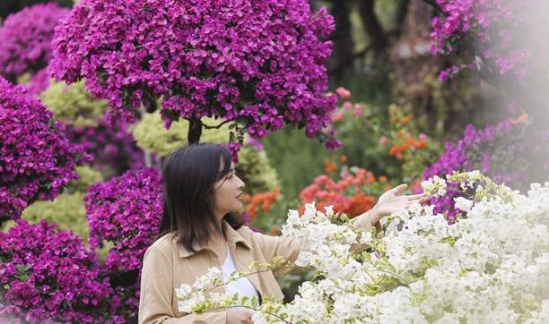 原创 佛山盈香生态园满园宝巾花如梦,心怀春暖春归时5