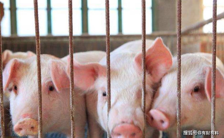 原创 猪肉价格一度涨了40%?后续还会继续涨价吗?分析师给出预测3